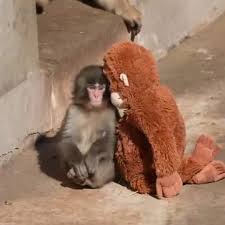 The monkey who never let go
